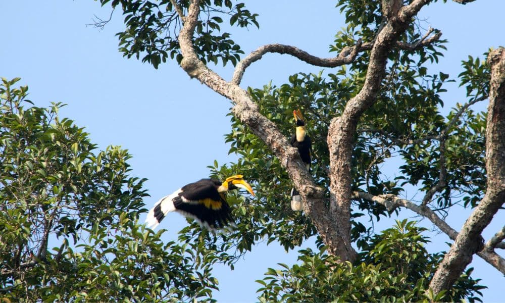 Blog Pic 5X3 - Khao Sok horn bill