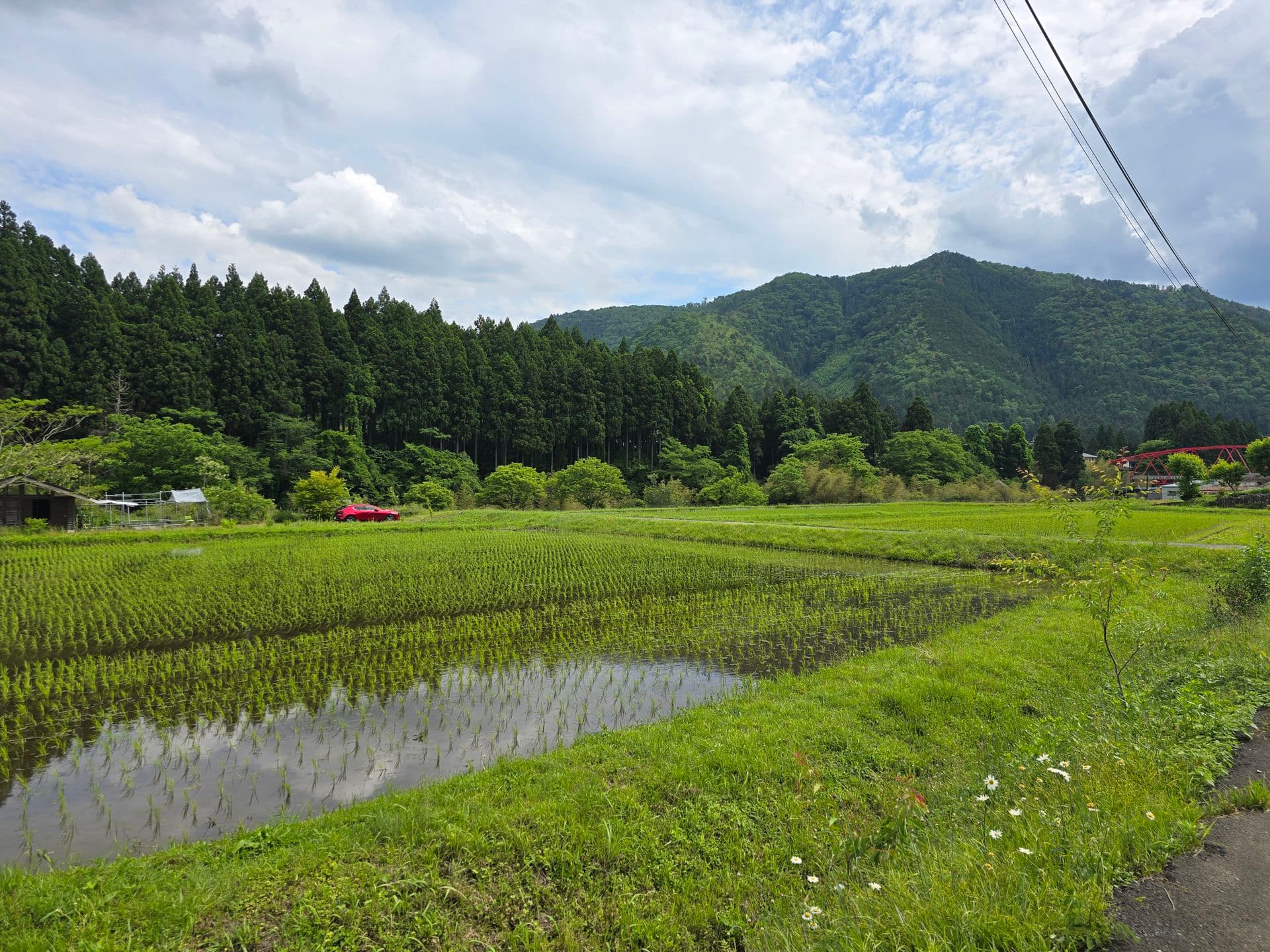 miyama rice field