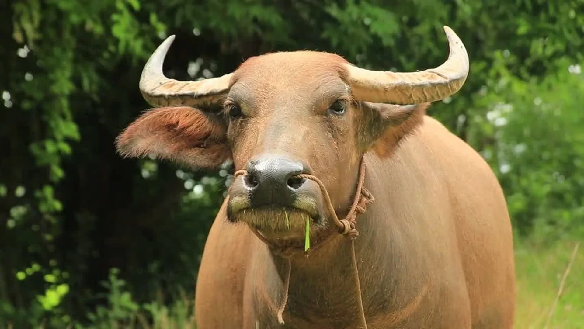 Thai Water Buffalo