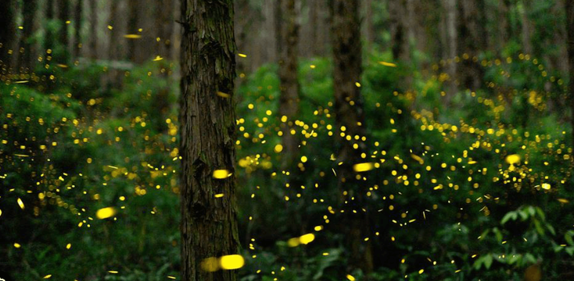 Fireflies