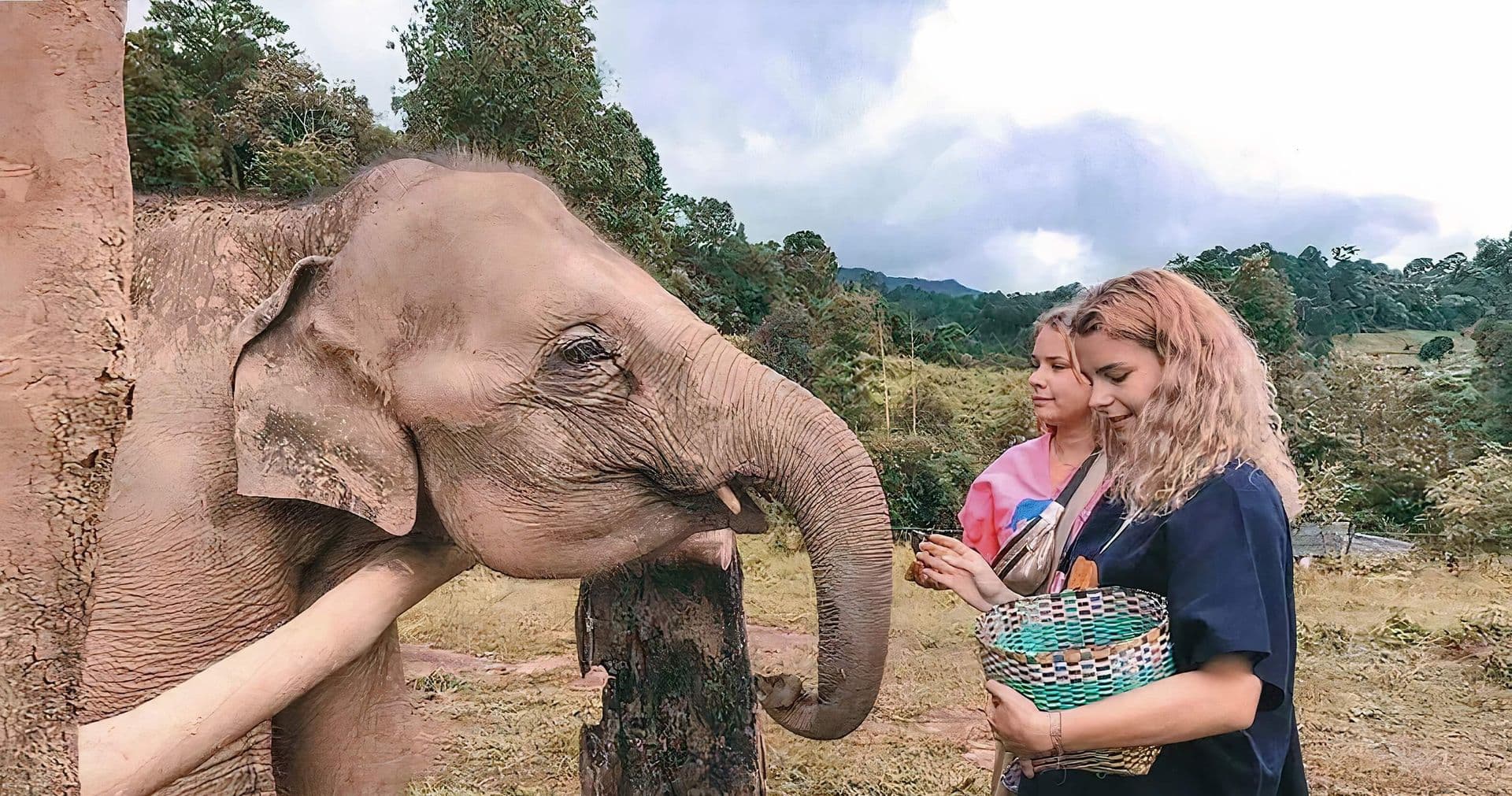 elephant nature park emely banner