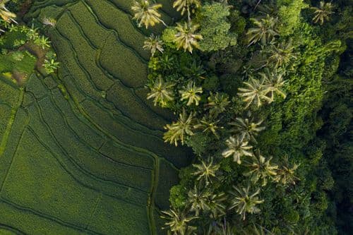 ASI_BLOG_10.24_UNSPLASH (Bali)