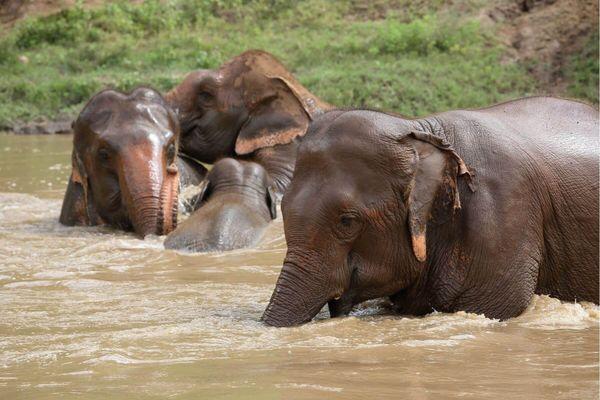 elephant nature park chiang mai Thailand