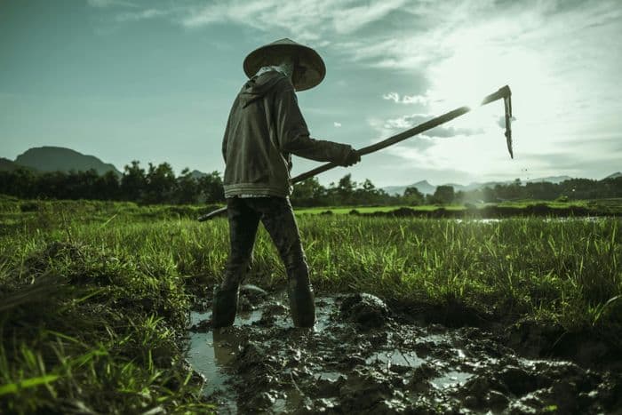 Rice Laos