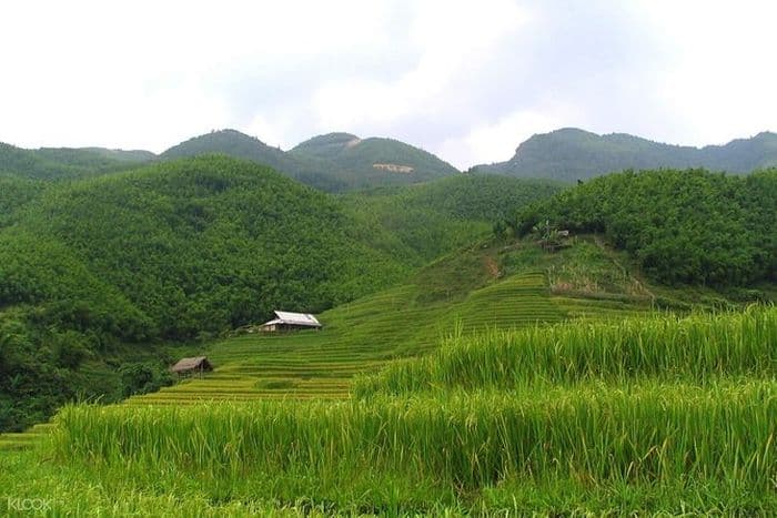 Ma Tra Vietnam Sa Pa