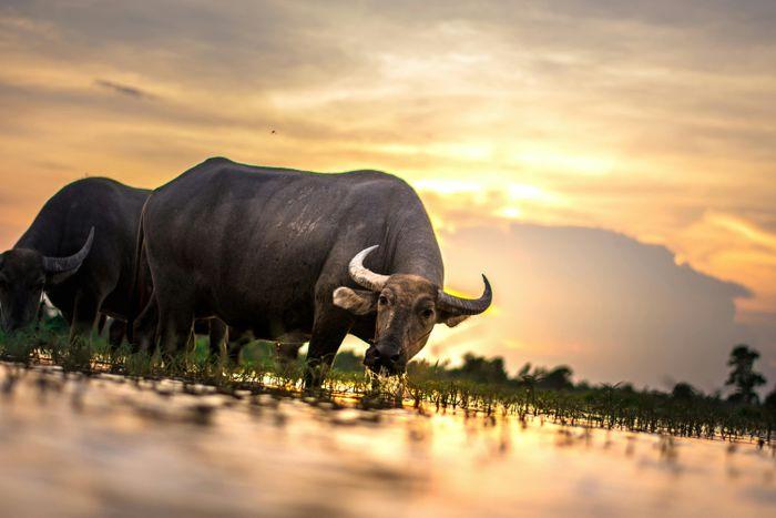 Laos Cow