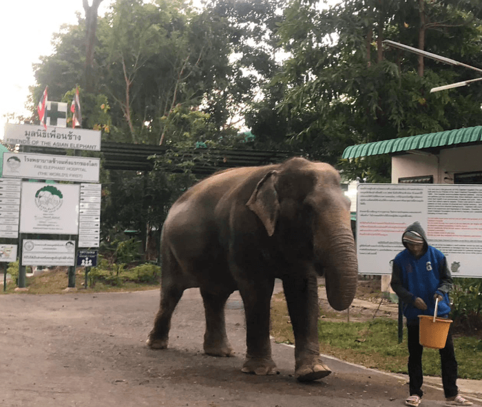 elephant hospital