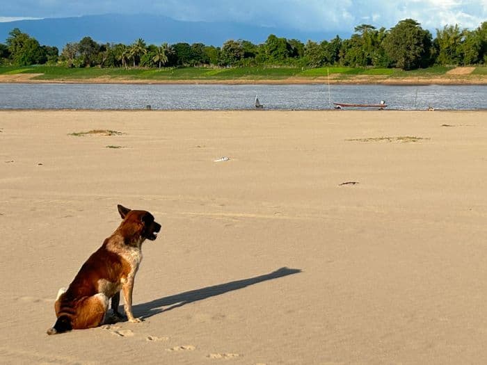 Chiang Rai Dog