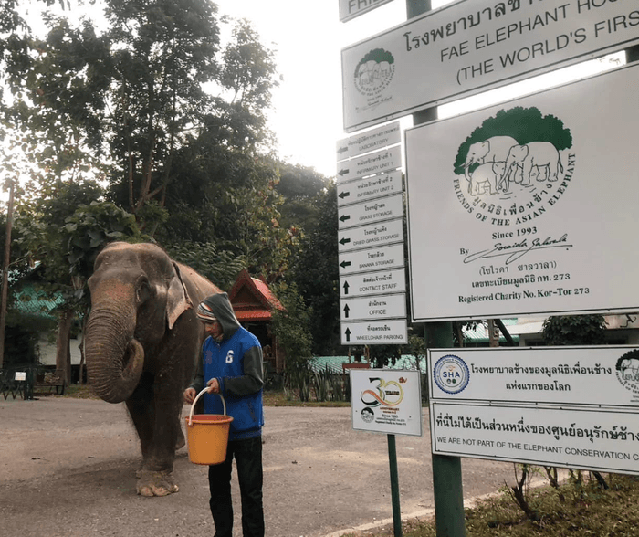 elephant hospital