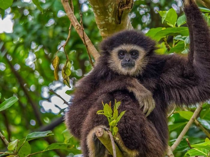 Khao Sok National Park Wildlife Animal Gibbon