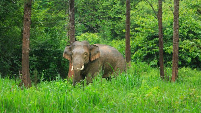 elefanten thailand nationalpark