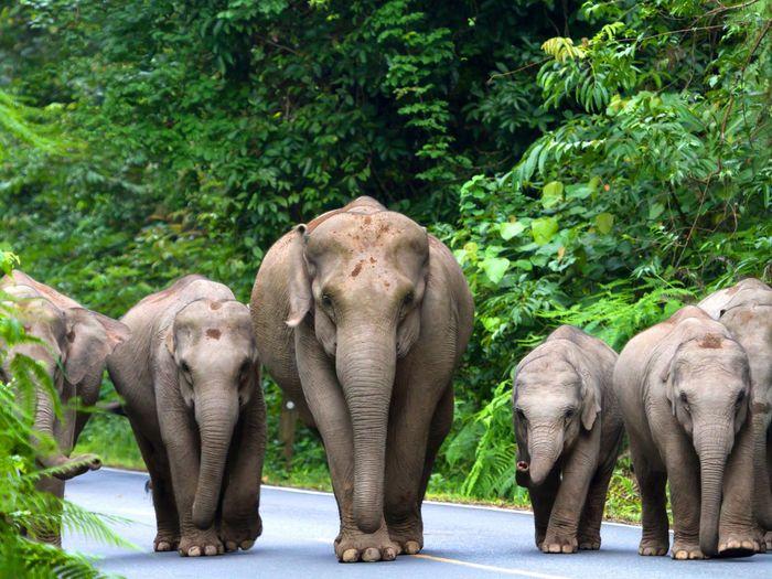 Elephants Khao Yai