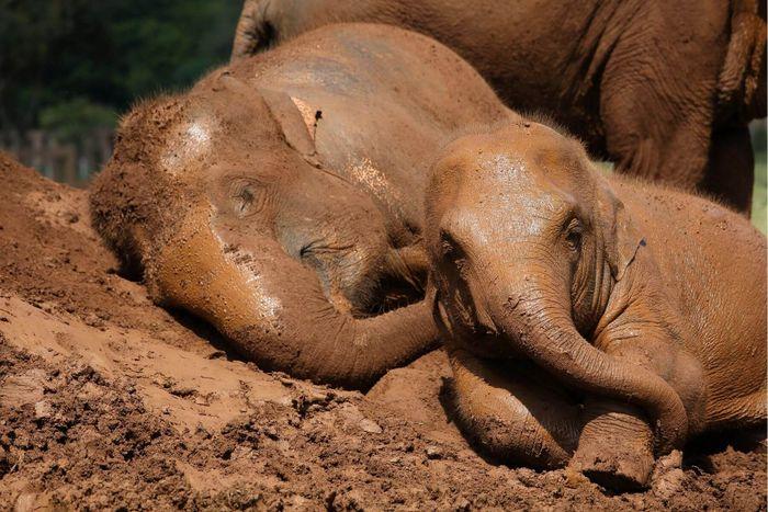 elephant nature park chiang mai Thailand