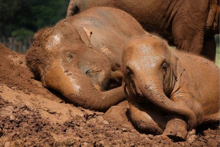 elephant nature park chiang mai Thailand